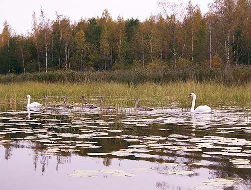 swan family